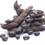 Divesh Store Black Kaunch - 400 Grm - Black Mucuna Pruriens - Black Kapikachhu - Cowitch seed - Kaunch Beej Kala - Black Seed - Cowhage - krinch beej - Kanch seed - ???? ??? - Fast Shipping to USA