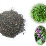 Divesh Store Tulsi Beej 100 Grm - Tulsi Bij - Basil Seed - Ocimum Sanctum - Ocimum Tenuiflorum - Tulsi seeds Beej - Fast Shipping to USA