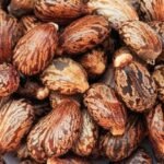 Divesh Store Arandi Ke Beej, Seed 100 Grm - Arandi - Castor Seed - Ricinus Communis - Aamudamu - Erandela - Amanakkuenney - Avanakkenna - Rerira - ??????????????? ???? ??????? - Fast Shipping to USA