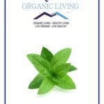 Mystique Hills Spearmint Tea Powder, 200 g - Fast Shipping to USA & Canada