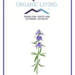 Mystique Hills Organic Hyssop Powder, 100 g