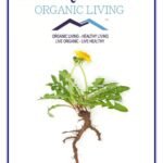 Mystique Hills - Organic LivingHills Organic Himalayan Raw Dandelion Root Tea Powder, 50 g - Fast Shipping to USA & Canada