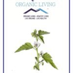 Mystique Hills Organic Marshmallow Root Powder 50 g