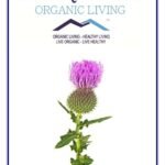 Mystique Hills Organic Milk Thistle Powder( Carduus marianus ) 50 g