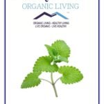 Mystique Hills Organic Catnip Leaves Herbal Tea Powder 50 g - Fast Shipping to USA & Canada