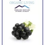 Mystique Hills Elderberry powder 50 g