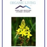 Mystique Hills Organic Bulbine natalensis Powder 50 g