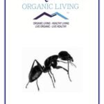 Mystique Hills Black Ant Extract, 50 g