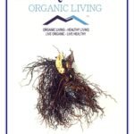 Mystique Hills Organic Black Cohosh Powder 50 g