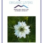 Mystique Hills Organic Black Cumin Powder, Kalonji Powder, 100 g