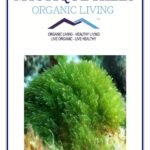 Mystique Hills Organic Sun Dried spirulina Powder 250 g