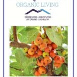 Mystique Hills Organic Fig Tree Leaves Tea, 200 g - Fast Shipping to USA & Canada