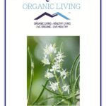 Mystique Hills Organic Shatavari Root Powder 100 g