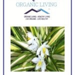 Mystique Hills Black Musli Root Powder, Curculigo orchioides, 100 g