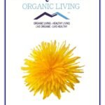 Mystique Hills - Organic Living Dandelion Flower Herbal Tea (100 g) - Fast Shipping to USA & Canada