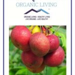 Mystique Hills Organic Garcinia Indica Peel Powder, Kokum, 100 g