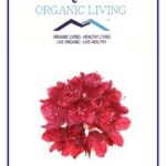 Mystique Hills Organic Rhododendron Flower Tea 100 g - Fast Shipping to USA & Canada