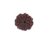 7 MUKHI RUDRAKSHA WITHOUT CAP-PAUDJWKPJS1915176