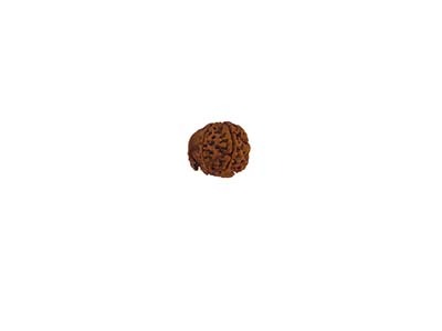 GANESH RUDRAKSHA WITHOUT CAP-PAUDJWKPJS2015217