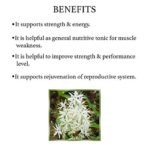 Bixa Botanical Safed Musli Extract (Chlorophytum Borivilianum) 30% Saponin 60 Veg Capsules (450mg) | Supports Strength & Energy | Improve Strength & Performance Level - Image 5