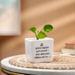 Sage & Herbs Money Plant Pot - Best Money Tree Planter - Fast Shipping to USA & Canada - Image 3