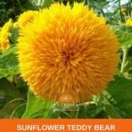 SriSatymev Sunflower Teddy Bear Flower Seeds (50 Seeds) | Summer Sowing Flowers | Gardening Seeds - Fast Shipping to USA & Canada - Image 3