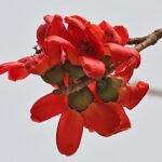 SriSatymev Semal Ka Phool Dried 200g - Fast Shipping to USA & Canada