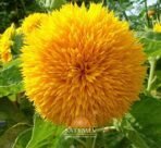 SriSatymev Sunflower Teddy Bear Flower Seeds (50 Seeds) | Summer Sowing Flowers | Gardening Seeds - Fast Shipping to USA & Canada - Image 2