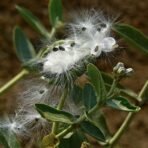 SriSatymev Cotton for Pooja/Aak ki Rui 25g White - Fast Shipping to USA & Canada - Image 4