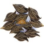 SriSatymev Bichhu Phal - Bichoo Phal - Bicchu Fal - Bat Head Root - Kaknasa (400g) - Fast Shipping to USA & Canada