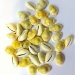 SriSatymev Lakshmi Peeli/Yellow Kawri, Kodi Peeli Cowrie Sea Shell 100 Pieces | Laxmi and Diwali Pooja Article Kaudi Shells (Natural Yellow) - Fast Shipping to USA & Canada