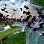 SriSatymev Cotton for Pooja | Aak ki Rui, White (20g) - Fast Shipping to USA & Canada