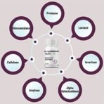 INLIFE Digestive Enzymes - 120 Capsules - Fast Shipping to USA & Canada - Image 7