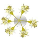 TEMPERIA (6 pcs) Hair Accessories For Women & Girls - Artificial Flowers Bun Juda Bridal Pins for Hairstyle & Decoration - Pins & Clips for Style of Bride (MN01) - Fast Shipping to USA & Canada - Image 2