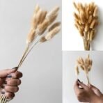 Xtore 5 Pcs Phalaris Dried Grass for Home & Office Decor (Pack of 5, Brown) - Fast Shipping to USA & Canada - Image 5