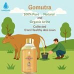 Gomutra - 1 Bottle - Genuine Holy Desi Cow Gaumutra for Puja - Rituals and Religious Rites 500 ml | 100% Pure & Natural Gomutra - Fast Shipping to USA & Canada - Image 3