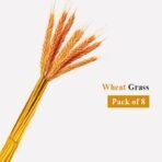XTORE Dried 8 Pcs Wheat Grass for Home Decoration (Pack of 8, Yellow & Orange) - Fast Shipping to USA & Canada - Image 2