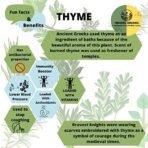 Indiana Organic Thyme herb Dry Whole Leaves - 40 Gm | 100% Natural | No Artificial Colour Flavour added 40 gram (Pack of 1) - Fast Shipping to USA & Canada - Image 4