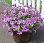 VRB Dec 2 Bunch Artificial Dahlia/Daisy Flower Sticks Fake Bunch Decorative Items for Home Decor, Living Room, Table Decoration, Christmas, Wedding (Purple) - Fast Shipping to USA & Canada - Image 4