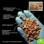 Indiana Organic - Ladakh Sea Buckthorn Berries 120 gram| Sourced from Ladakh | Rich In Omega 3, 6, 7, 9, Vitamin C & E | Immunity & Skin Support | No Added Sugar or Preservatives | No oil extracted (Whole dry berry) - 120 gram - Fast Shipping to USA & Canada