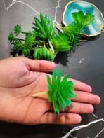 VRB Dec TM 6 Pcs Artificial Succulent Heads Small Mini Artificial Plants,Exquisite Faux Plant,Unpotted Faux Succulent for Craft, Small Plastic Succulent,Perfect for Gifting,Office Decor (6), Green - Fast Shipping to USA & Canada - Image 2