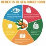 Indiana Sea Buckthorn Berry (100 gm) - Nourishes Skin | Rich in fatty Acids,Omega 3, 6, 7, 9, Collagen, Fiber, Omegas, Vitamin C, Vitamin E| No added Sugar | (100 grams) - Fast Shipping to USA & Canada