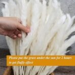 Xtore 8 Pcs Off-White Mini Pampas Grass for Home & Office Decor (Pack of 8, Off-White) - Fast Shipping to USA & Canada - Image 3