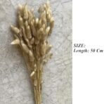 XTORE 60 Pcs Dried Phalaris Grass for Home & Office Decor (Pack of 60, Brown) - Fast Shipping to USA & Canada - Image 4