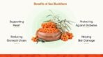 Indiana Organic Dried Sea Buckthorn Berries Powder 100gm | Nourishes skin | Rich in fatty acids | Enrich with Omega 3 and vitamins A1, B1, B2, B9, C, and K | No added sugar (100) - Fast Shipping to USA & Canada - Image 3