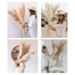 Xtore Dried 4 Pcs Off- White Pampas Grass for Home Decoration (Pack of 4, Off-White) | Imported Best in Class pampass Grass from Argentina - Fast Shipping to USA & Canada - Image 4