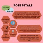 Indiana Organic Sun Dried Rose Petals edible (Fresh Crop) - Dry Rosa Gallica - 100% Edible for Food - 50 Gm Gulab patti - Fast Shipping to USA & Canada - Image 3