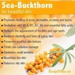 Indiana Sea Buckthorn Berry (100 gm) - Nourishes Skin | Rich in fatty Acids,Omega 3, 6, 7, 9, Collagen, Fiber, Omegas, Vitamin C, Vitamin E| No added Sugar | (100 grams) - Fast Shipping to USA & Canada - Image 2