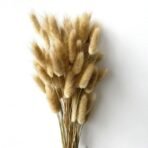 XTORE 60 Pcs Dried Phalaris Grass for Home & Office Decor (Pack of 60, Brown) - Fast Shipping to USA & Canada