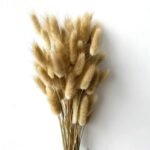 XTORE 60 Pcs Dried Phalaris Grass for Home & Office Decor (Pack of 60, Brown) - Fast Shipping to USA & Canada